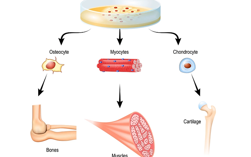 Age Reversal with Stem Cells