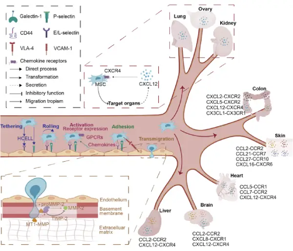 A close-up of a mri.